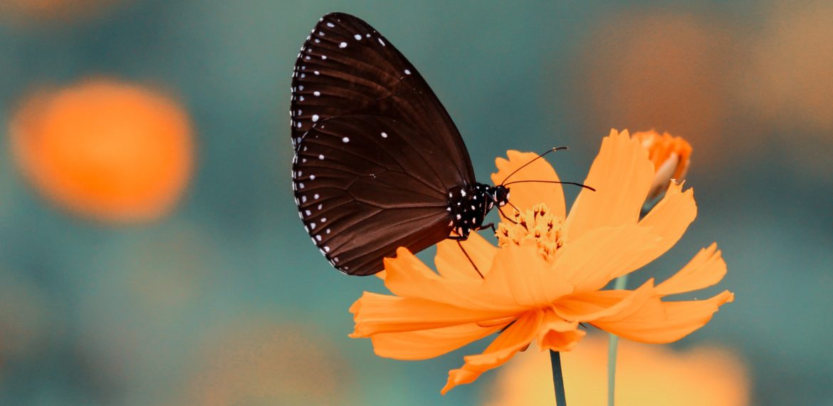 Jardin des Plantes avec ELYZEA