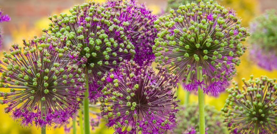 Jardin des Plantes avec ELYZEA